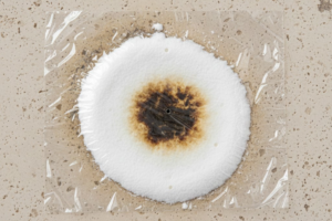 Oil Stain Removal Limestone